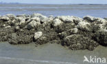 Japanse oester (Crassostrea gigas)