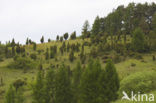 common juniper (Juniperus communis)