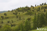 common juniper (Juniperus communis)