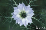 Love-in-a-mist (Nigella damascena)