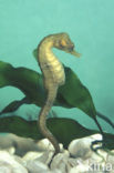 Cape Seahorse