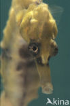 Kaaps Zeepaardje (Hippocampus capensis) 