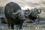 Cape buffalo (Syncerus caffer)