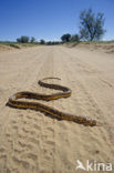 Kaapse Cobra (Naja nivea)