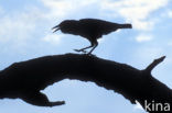 Kaapse Roek (Corvus capensis)