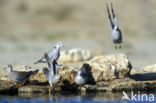 Kaapse Tortel (Streptopelia capicola)