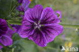 Kaasjeskruid (Malva spec)