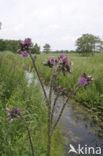 Kale jonker (Cirsium palustre)