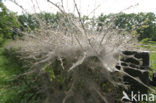 Spindle Ermine (Yponomeuta cagnagella)