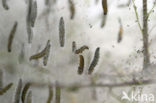 Kardinaalsmutsstippelmot (Yponomeuta cagnagella)