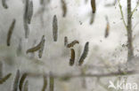 Kardinaalsmutsstippelmot (Yponomeuta cagnagella)