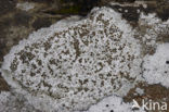 Kastanjebruine schotelkorst (Lecanora campestris)