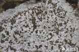 Kastanjebruine schotelkorst (Lecanora campestris)