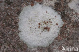 Diploicia canescens