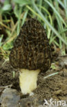 Kegelmorielje (Morchella elata) 