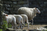 Sheep (Ovis domesticus)