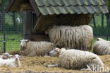 Kempens schaap (Ovis domesticus)