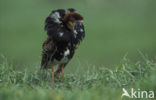 Ruff (Philomachus pugnax)