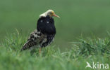 Ruff (Philomachus pugnax)