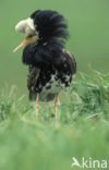 Ruff (Philomachus pugnax)