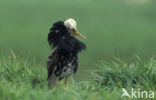 Ruff (Philomachus pugnax)