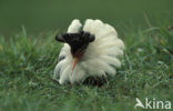 Ruff (Philomachus pugnax)