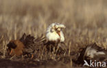 Ruff (Philomachus pugnax)