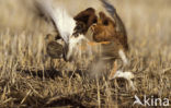 Ruff (Philomachus pugnax)