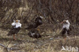 Ruff (Philomachus pugnax)