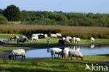 Kempisch heideschaap (Ovis domesticus)