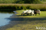 Kempisch heideschaap (Ovis domesticus)