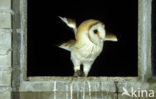 Barn Owl (Tyto alba)