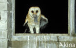 Barn Owl (Tyto alba)