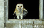 Kerkuil (Tyto alba) 