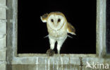 Barn Owl (Tyto alba)