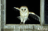 Kerkuil (Tyto alba) 