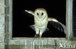 Barn Owl (Tyto alba)