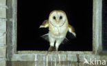 Barn Owl (Tyto alba)