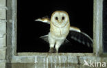 Barn Owl (Tyto alba)