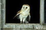 Barn Owl (Tyto alba)