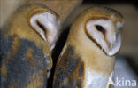 Barn Owl (Tyto alba)