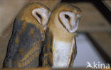 Barn Owl (Tyto alba)