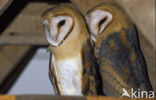 Barn Owl (Tyto alba)