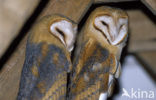 Barn Owl (Tyto alba)