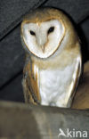 Barn Owl (Tyto alba)