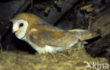 Kerkuil (Tyto alba) 