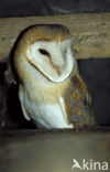 Barn Owl (Tyto alba)