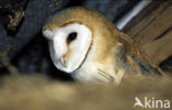 Barn Owl (Tyto alba)