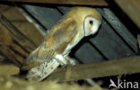 Barn Owl (Tyto alba)