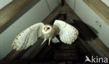 Barn Owl (Tyto alba)